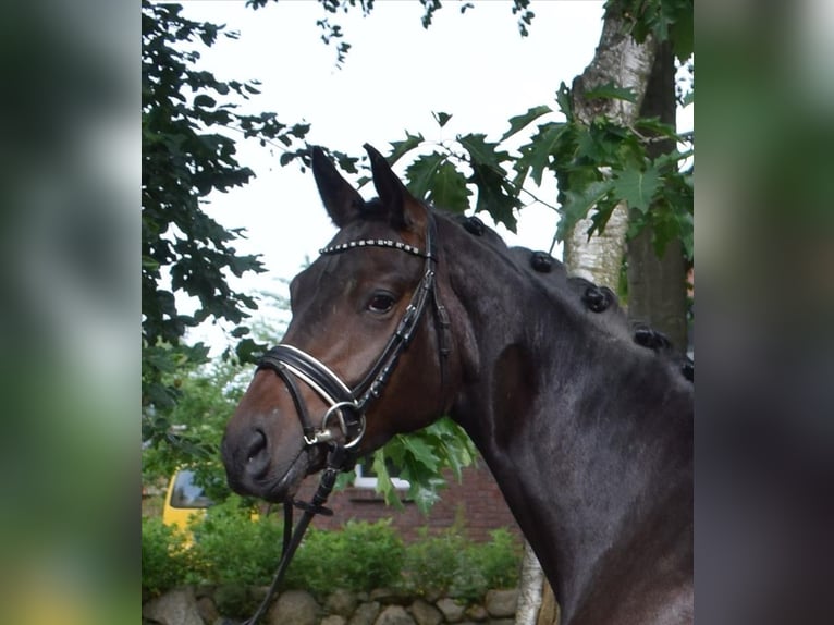 Hannoveraan Merrie 4 Jaar 166 cm Donkerbruin in Fredenbeck