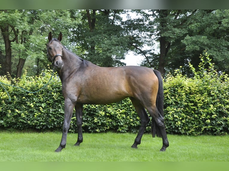 Hannoveraan Merrie 4 Jaar 166 cm Donkerbruin in Walsrode