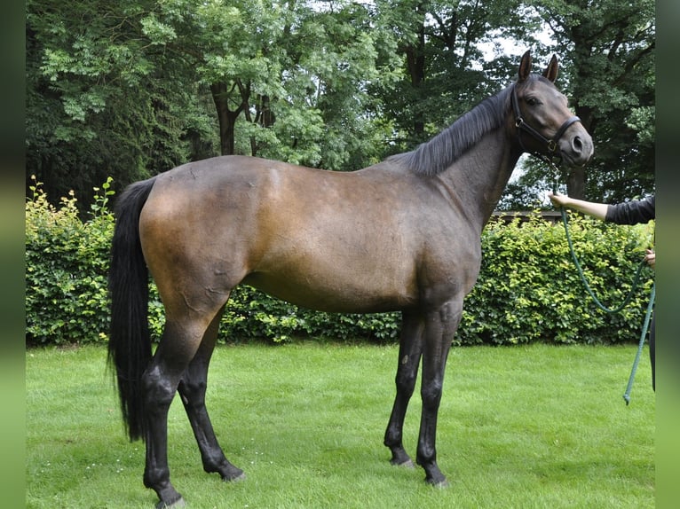 Hannoveraan Merrie 4 Jaar 166 cm Donkerbruin in Walsrode