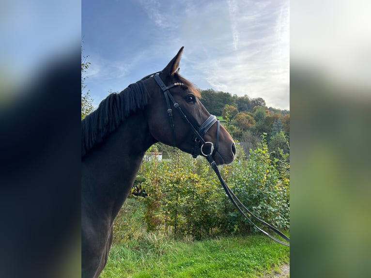 Hannoveraan Merrie 4 Jaar 166 cm Donkerbruin in Mossautal