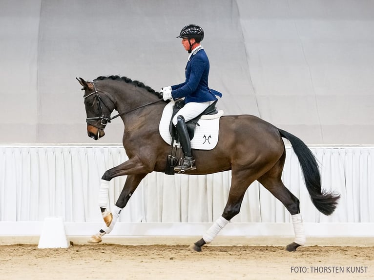 Hannoveraan Merrie 4 Jaar 166 cm Donkerbruin in Verden
