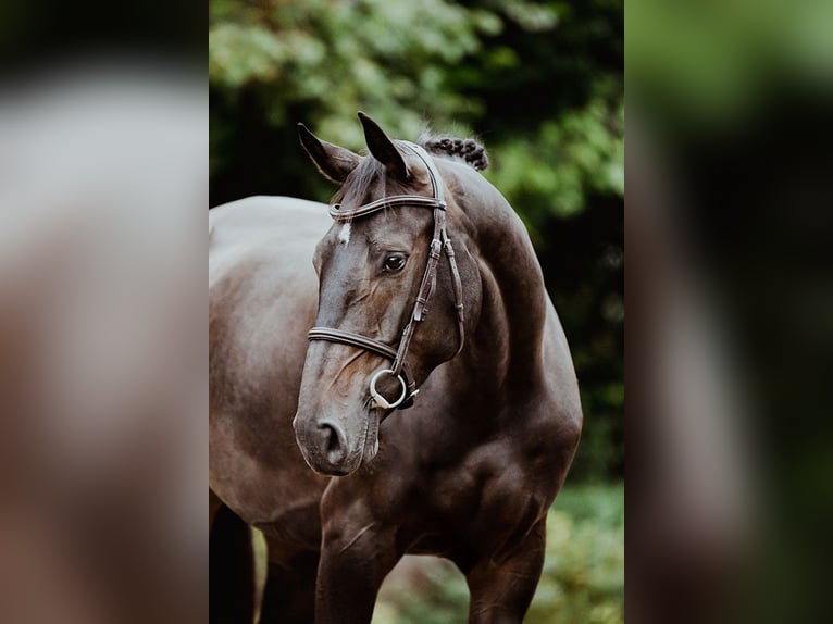 Hannoveraan Merrie 4 Jaar 166 cm Donkerbruin in Riedstadt