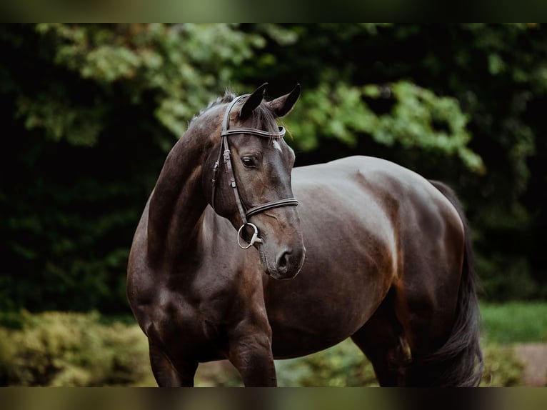 Hannoveraan Merrie 4 Jaar 166 cm Donkerbruin in Riedstadt