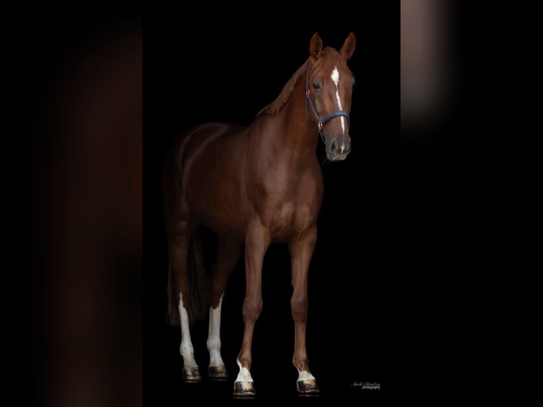 Hannoveraan Merrie 4 Jaar 166 cm Donkere-vos in Traunreut