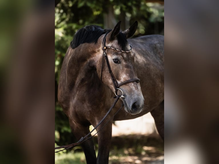 Hannoveraan Merrie 4 Jaar 166 cm Schimmel in DUSZNIKI