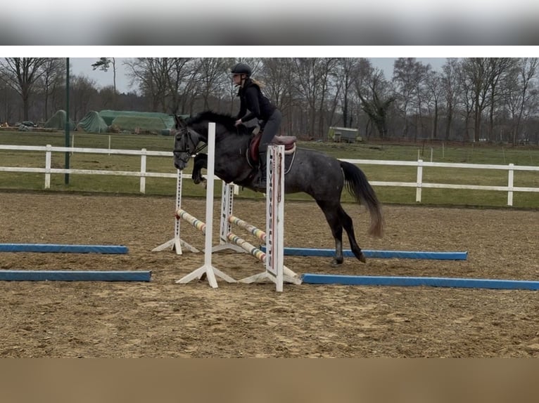 Hannoveraan Merrie 4 Jaar 166 cm Schimmel in Oerel