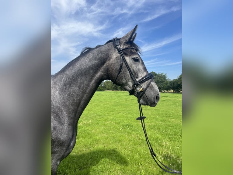 Hannoveraan Merrie 4 Jaar 166 cm Schimmel in Bad Zwischenahn