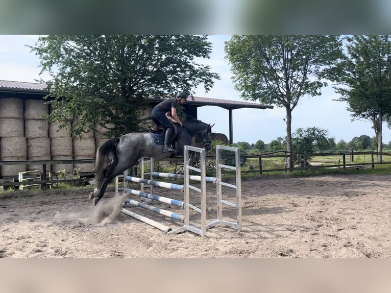 Hannoveraan Merrie 4 Jaar 166 cm Schimmel in Bad Zwischenahn