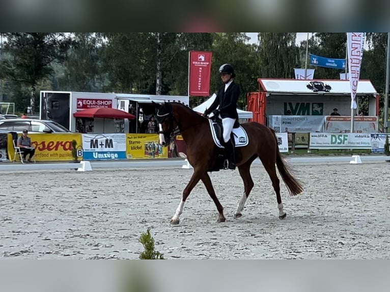 Hannoveraan Merrie 4 Jaar 166 cm Vos in Eisfeld