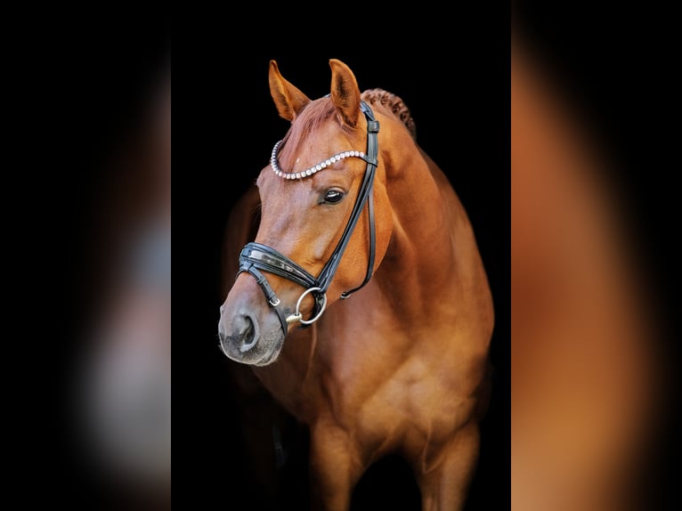 Hannoveraan Merrie 4 Jaar 166 cm Vos in Wentorf bei Hamburg