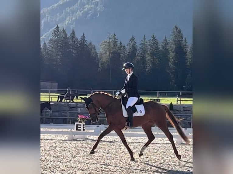 Hannoveraan Merrie 4 Jaar 166 cm Vos in Petting