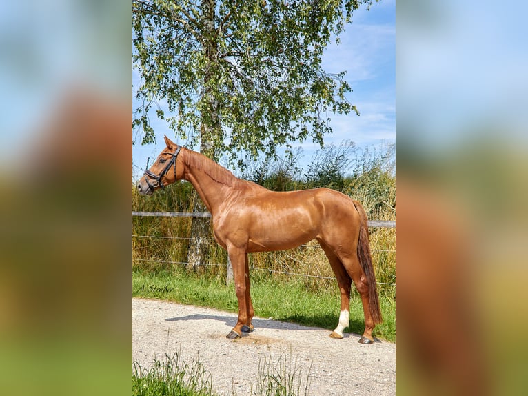 Hannoveraan Merrie 4 Jaar 166 cm Vos in Petting