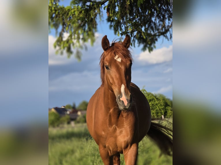 Hannoveraan Merrie 4 Jaar 166 cm Vos in Schöppenstedt