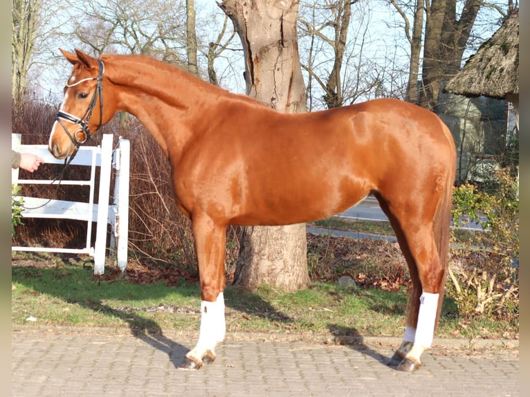 Hannoveraan Merrie 4 Jaar 166 cm Vos in Selsingen