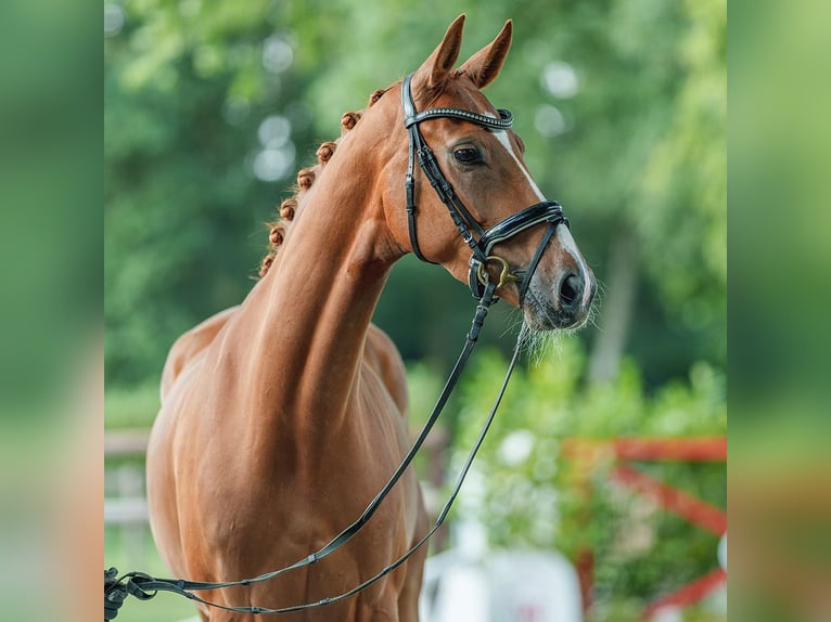 Hannoveraan Merrie 4 Jaar 166 cm Vos in Münster