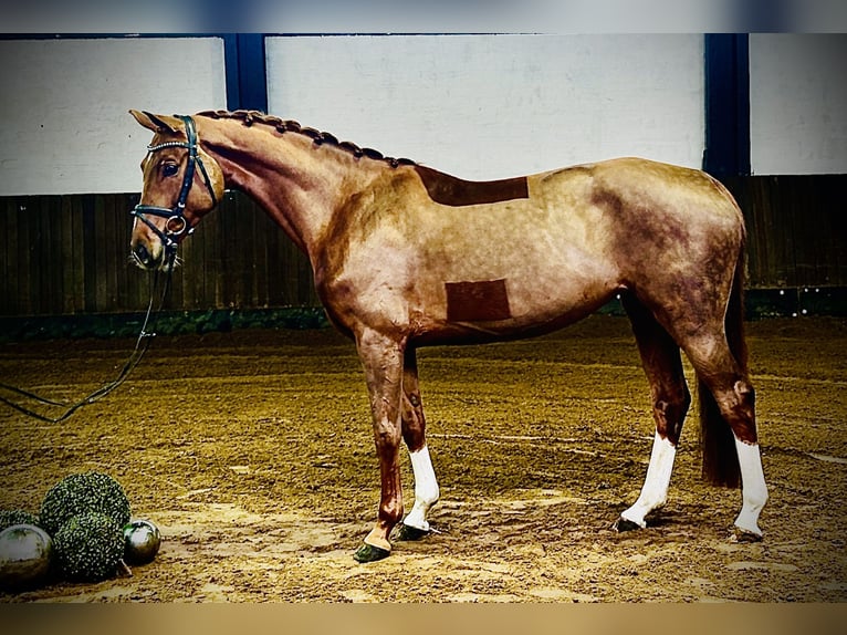 Hannoveraan Merrie 4 Jaar 166 cm Vos in Siedenburg