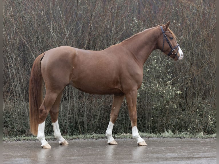 Hannoveraan Merrie 4 Jaar 166 cm Vos in Braunschweig