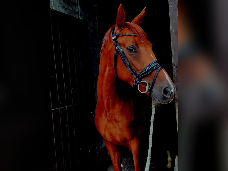 Hannoveraan Merrie 4 Jaar 166 cm Vos in Rosendahl