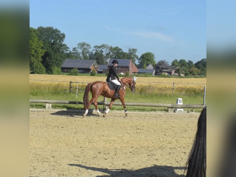 Hannoveraan Merrie 4 Jaar 166 cm Vos in Rosendahl