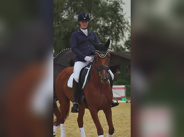 Hannoveraan Merrie 4 Jaar 166 cm Vos in Rosendahl