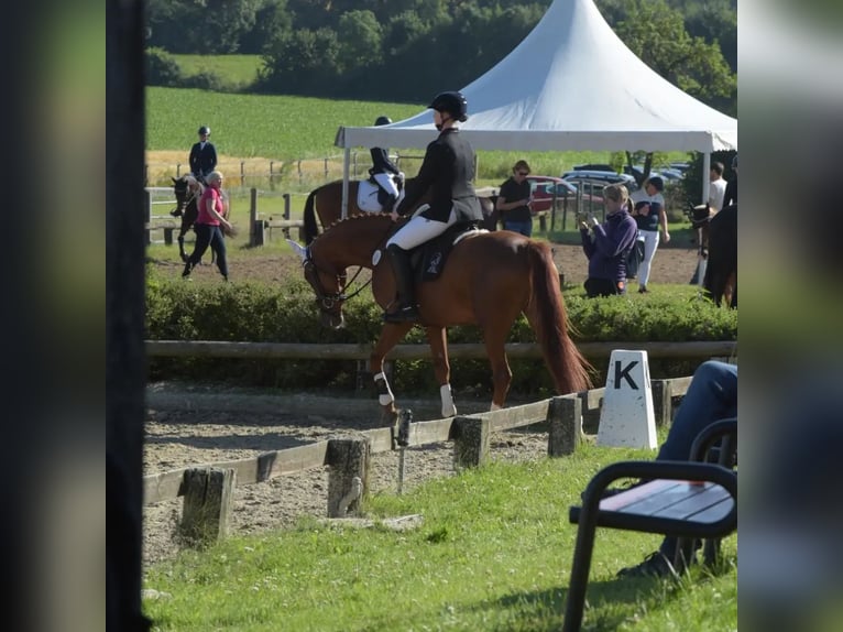 Hannoveraan Merrie 4 Jaar 166 cm Vos in Rosendahl