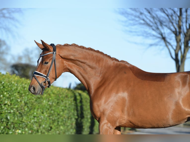 Hannoveraan Merrie 4 Jaar 166 cm Vos in Vechta