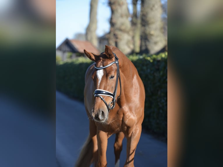 Hannoveraan Merrie 4 Jaar 166 cm Vos in Vechta