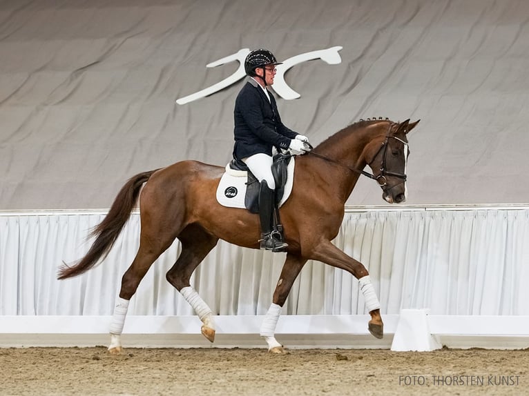 Hannoveraan Merrie 4 Jaar 166 cm Vos in Verden