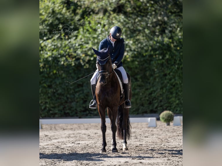 Hannoveraan Merrie 4 Jaar 166 cm Zwart in Celle
