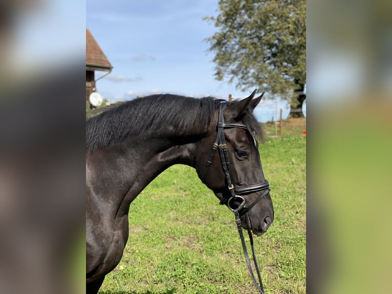 Hannoveraan Merrie 4 Jaar 166 cm Zwart in Wollerau