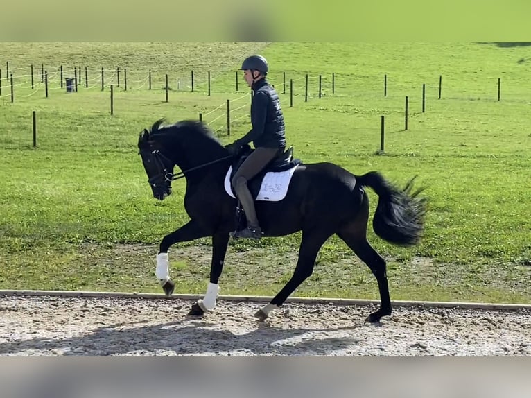 Hannoveraan Merrie 4 Jaar 166 cm Zwart in Wollerau