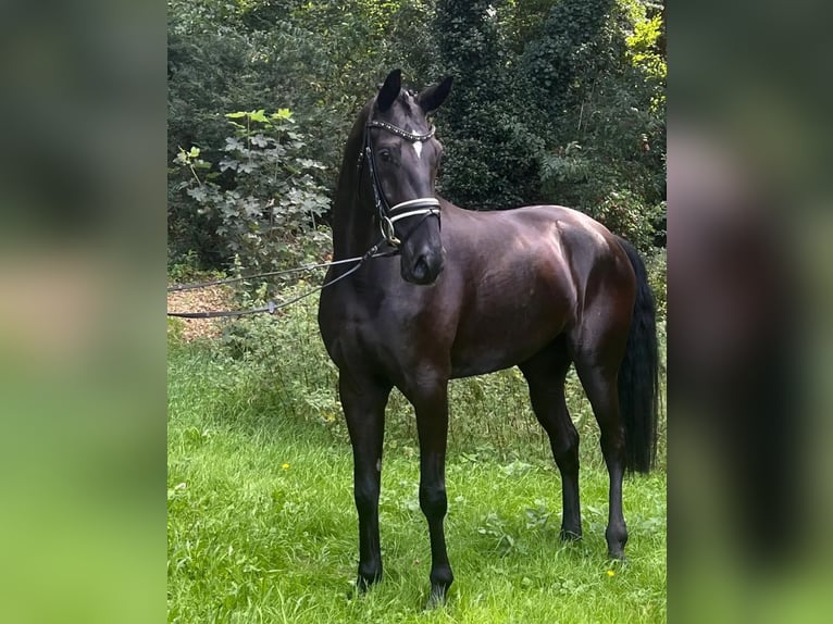 Hannoveraan Merrie 4 Jaar 166 cm Zwart in Barenburg