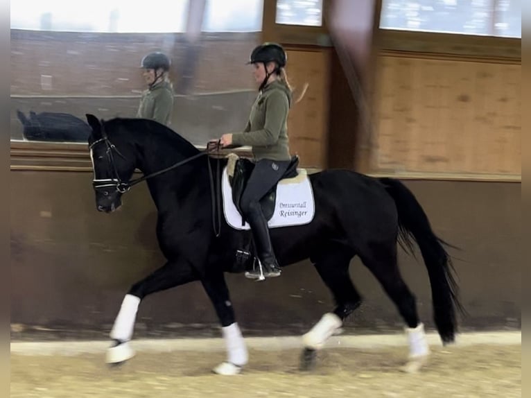 Hannoveraan Merrie 4 Jaar 166 cm Zwart in Wolnzach