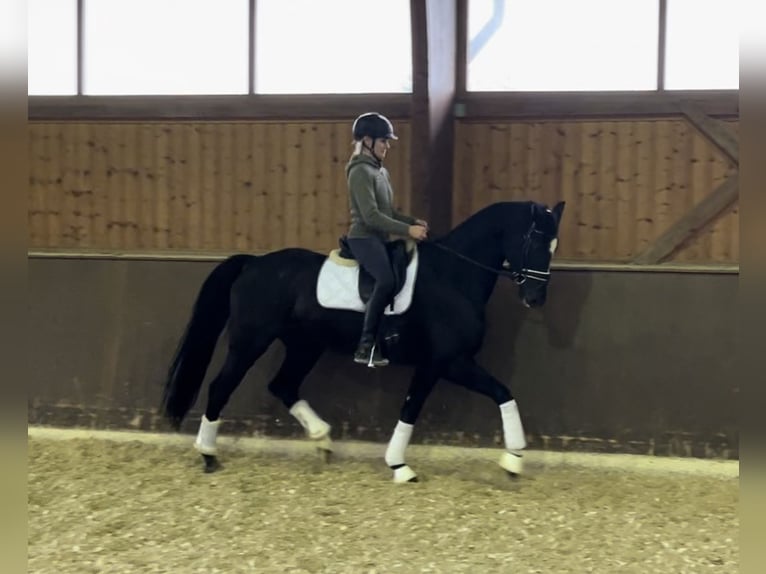 Hannoveraan Merrie 4 Jaar 166 cm Zwart in Wolnzach