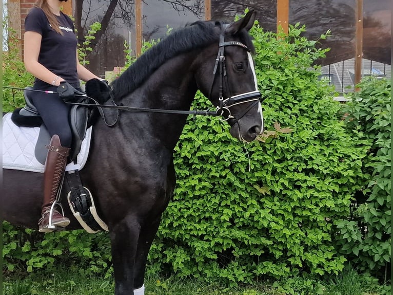 Hannoveraan Merrie 4 Jaar 166 cm Zwart in Meerbusch