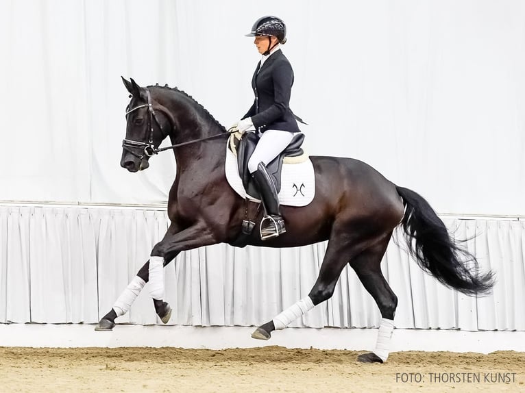 Hannoveraan Merrie 4 Jaar 166 cm Zwart in Verden