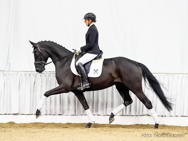 Hannoveraan Merrie 4 Jaar 166 cm Zwart in Verden