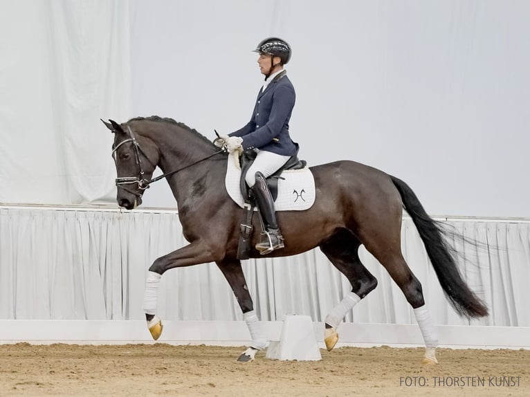 Hannoveraan Merrie 4 Jaar 166 cm Zwart in Verden