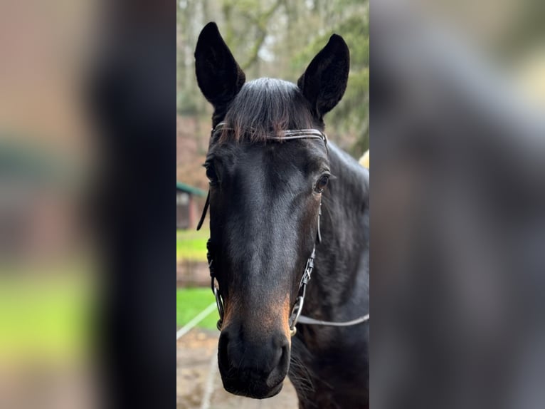 Hannoveraan Merrie 4 Jaar 166 cm Zwartbruin in Wadern