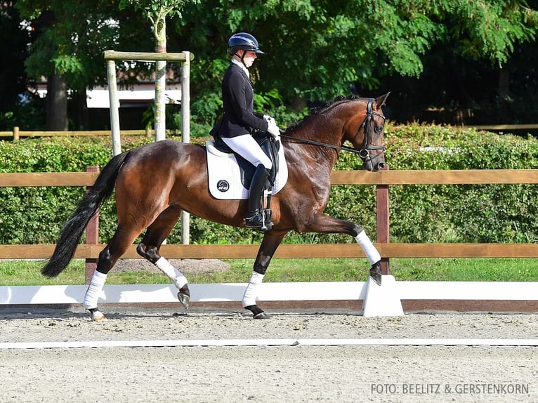 Hannoveraan Merrie 4 Jaar 166 cm Zwartbruin in Verden