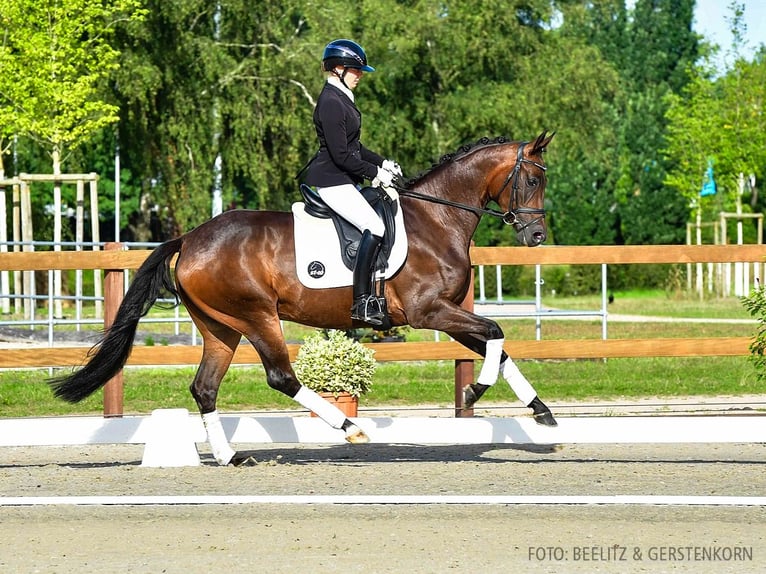 Hannoveraan Merrie 4 Jaar 166 cm Zwartbruin in Verden