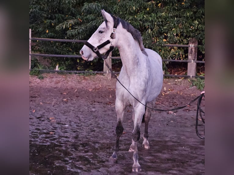 Hannoveraan Merrie 4 Jaar 167 cm Appelschimmel in Wassenberg