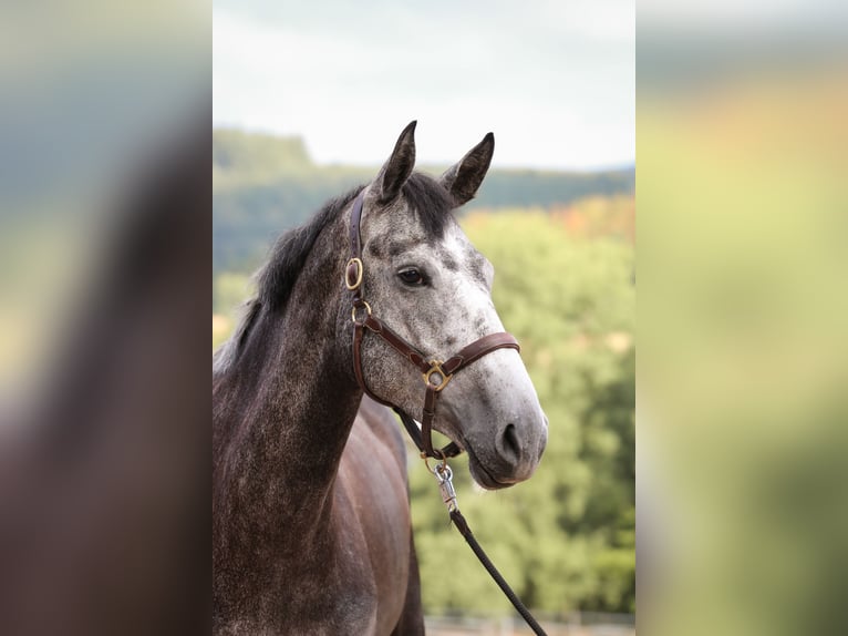 Hannoveraan Merrie 4 Jaar 167 cm Appelschimmel in Siegen