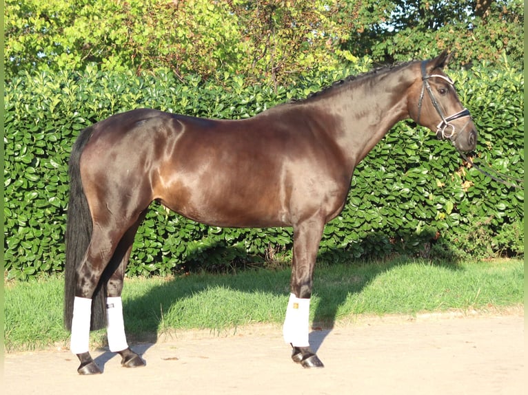 Hannoveraan Merrie 4 Jaar 167 cm Bruin in Selsingen