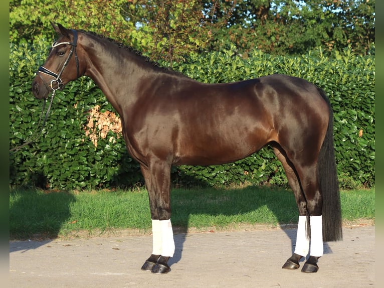 Hannoveraan Merrie 4 Jaar 167 cm Bruin in Selsingen