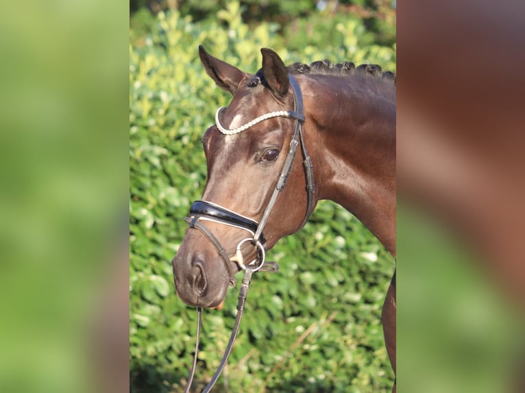 Hannoveraan Merrie 4 Jaar 167 cm Bruin in Selsingen