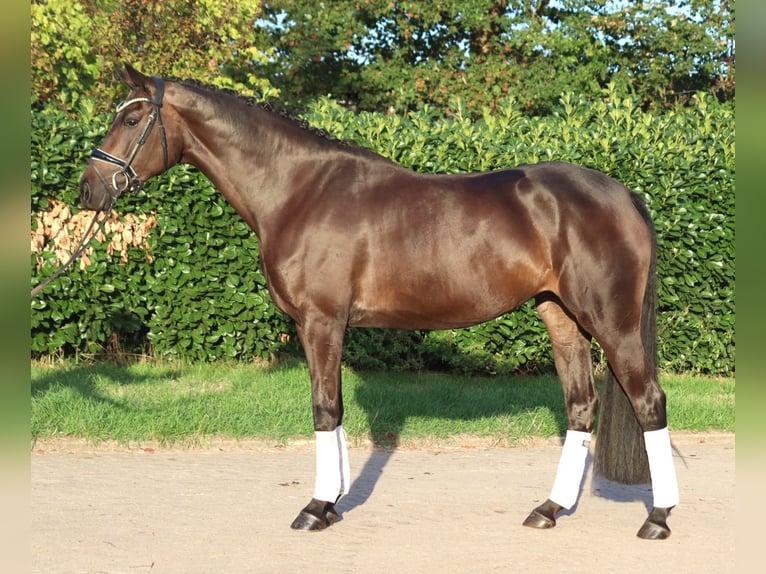 Hannoveraan Merrie 4 Jaar 167 cm Bruin in Selsingen