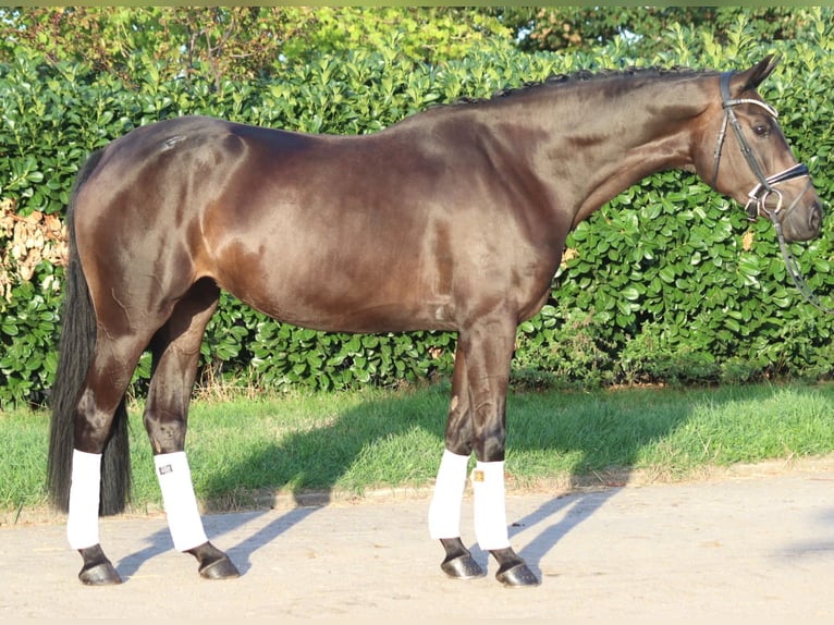 Hannoveraan Merrie 4 Jaar 167 cm Bruin in Selsingen