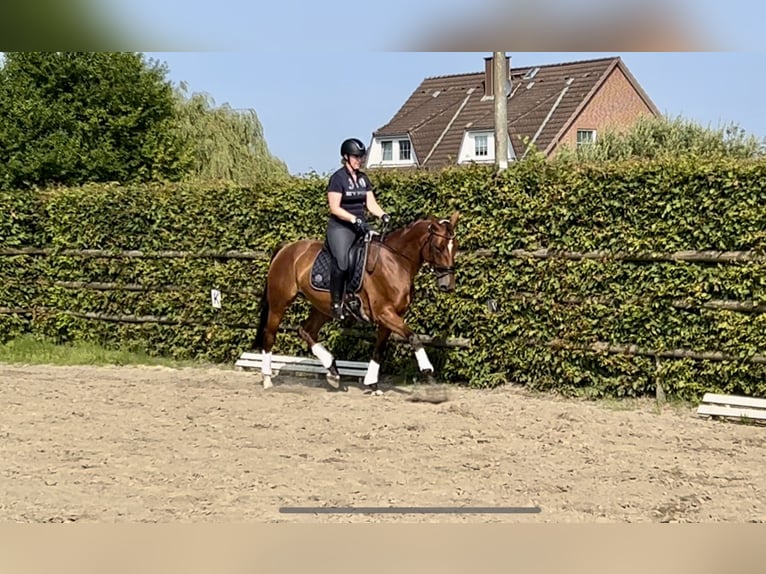 Hannoveraan Merrie 4 Jaar 167 cm Bruin in Haselau