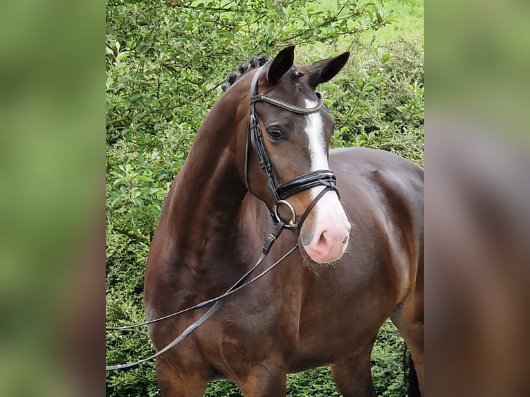 Hannoveraan Merrie 4 Jaar 167 cm Bruin in Ostercappeln